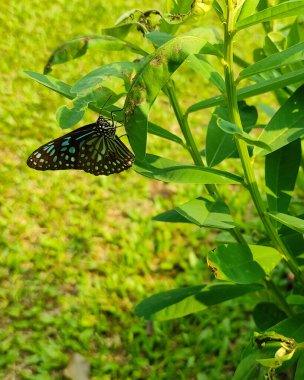 Koyu mavi kaplan kelebeği (Tirumala septentrionis) Nilambur Tik Müzesi Kelebek Bahçesi 'ndeki yeşil yapraklara dayanır.