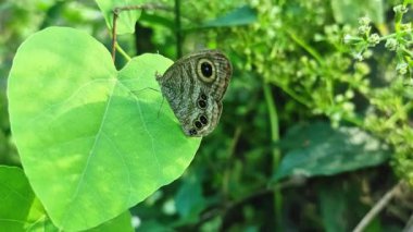Kerala, Palakkad 'da yemyeşil bir bahçede kalp şeklinde bir yaprak üzerinde dinlenen beş halkalı kelebek (Ypthima baldus). Sakin, doğal güzellik ve tropikal vahşi hayatı ön plana çıkaran yakın çekim doğa sahnesi.