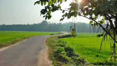 Keralassery, Palakkad 'daki yemyeşil çeltik tarlalarından geçen, sakin bir kırsal atmosfer yakalayan ve Kerala kırsalındaki hayatın güzelliğini gözler önüne seren bir kırsal yol..