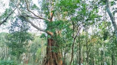 Kerala kauçuk tarlasında dev bir Hint Banyan 'ının (Ficus benghalensis) sinematik tavası. Hava kökleri, beyaz lateks tahsilat torbaları ve yemyeşil tropikal bir ormanda yumuşak sabah ışığı..