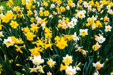 Çiçek tarlası yakın görünüm