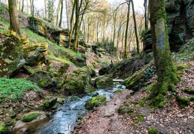 Güzel orman manzarası 