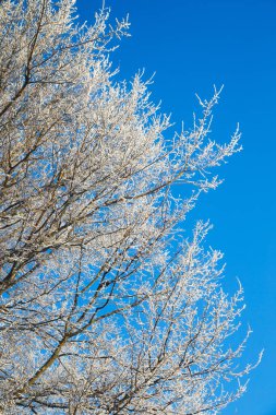 2015, mavi gökyüzü manzarasına karşı çiçek açmış elma ağacı. 