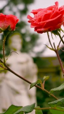 Kırmızı güller, sakin bir bahçede beyaz bir heykelin yer aldığı sakin bir arka fona dikkat çeker. Sakin atmosfer çiçeklerin doğal güzelliğini arttırır..