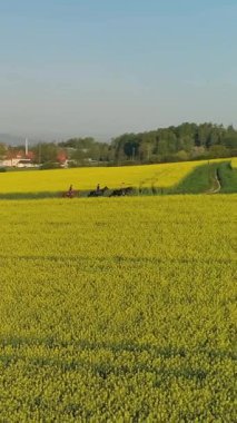 Atlılar parlak, güneşli bir günde canlı sarı bir çiçek tarlasında seyahat ederler. Yemyeşil tepeler ve küçük bir köy bu güzel manzaraya huzurlu bir zemin hazırlar..