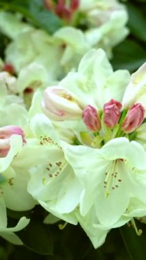 Renkli beyaz ve pembe rhododendron çiçekleri canlı bir bahçede tam çiçeklenmiştir. Narin taç yaprakları yemyeşil yapraklara karşı kontrastlı, huzurlu bir bahar ortamı yaratıyor..