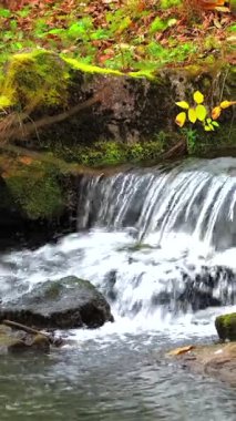 Huzurlu bir dere huzurlu bir ormanda kayaların üzerinde zarifçe çağlar. Suyun etrafını saran canlı sonbahar yaprakları dinlenmek için mükemmel sakin bir atmosfer yaratıyor..