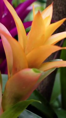 Bereketli bir tropik bahçede parlak turuncu çiçek açılır. Güneş ışığı, yeşil yapraklar ve diğer çiçekler arasında çarpıcı bir görsel görüntü oluşturarak canlı renklerini vurgular..