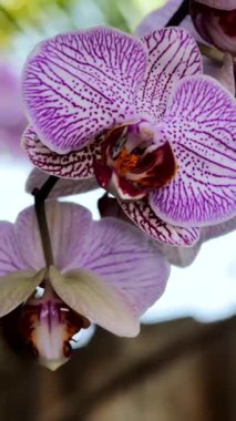 Renkli mor orkideler tropik bir bahçede zarifçe çiçek açarlar. Parlak güneş ışığı onların hassas yapraklarını vurgular, güzelliklerini canlı detaylarıyla gösterir..