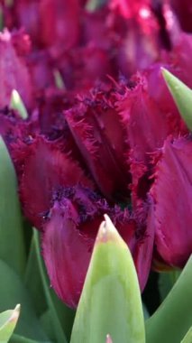 Göz kamaştırıcı mor lalelerle dolu yemyeşil bir bahçe. Bu canlı görüntü, bahar çiçeklerinin tam çiçeklenme halinin güzelliğini vurgular..