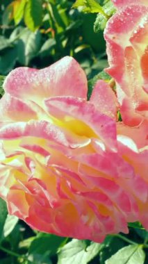 Göz kamaştırıcı pembe ve sarı bir gül canlı bir bahçede açılır. Sabah çiy taneleri narin yapraklarında parıldıyor. Gün ışığında güzelliğini sergiliyor..