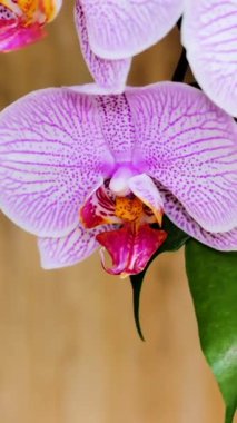 Çarpıcı bir yakın plan, parlak mor bir orkide çiçeğini ortaya çıkarır. Karmaşık desenlerini ve canlı renklerini yumuşak bir arkaplana vurgular ve doğal güzelliğini yakalar..