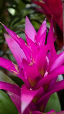 Bu güzel pembe bromeliad çiçeği parlak güneş ışığı altında yemyeşil bir tropikal bahçede yetişir. Canlı renkler göze çarpıyor, yazın güzellikler sergiliyor..