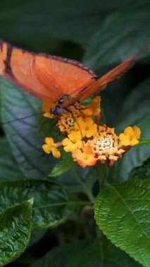 Parlak turuncu kelebek zarif bir şekilde gelişmekte olan bir bahçedeki küçük sarı çiçeklere bağlıdır. Yemyeşil yapraklar bu huzurlu an için güzel bir zemin oluşturuyor..