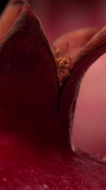 Yakın çekim, canlı renklerini ve eşsiz yapısını gösteren bir nar çiçeğini ön plana çıkarır. Doğa güzelliği, narların doğal çiçek açması üzerine yapılan bu detaylı keşifte yakalanır..