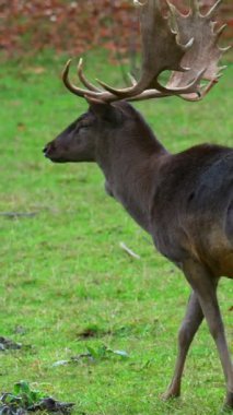 Güzel bir geyik, öğleden sonra huzurlu bir doğal parktaki canlı yeşil bir çayırda zarifçe yürür. Güneş ışığı boynuzlarına sıcak bir parıltı saçar.