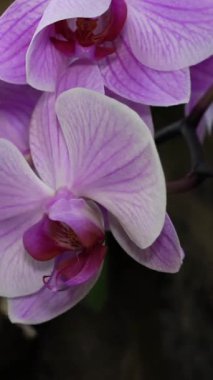 Çiçekli bir bahçede narin mor orkideler açılır. Canlı renkleri ve eşsiz şekilleri doğanın güzelliğini ve çiçek tasarımı sanatını vurgular..