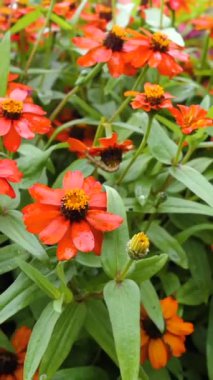 Rüzgarda hafifçe sallanan parlak turuncu çiçeklerin tadını çıkar. Bereketli yeşil yaprakların arasına yerleşmiş bu çiçekler güneşli bir bahçede canlı renkler sergiliyor..