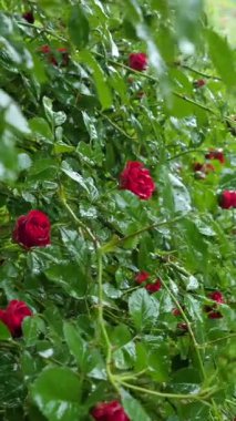 Yeşil bir bahçede kırmızı güller canlı canlı açıyor. Yapraklar yağmur damlalarıyla parıldıyor. Taze yapraklar çarpıcı bir zemin oluşturur..