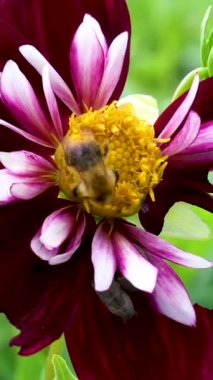 Yakından bakıldığında, renkli bir çiçekten polen toplayan bir arıyı gelişmekte olan bir bahçede yakalıyor. Sahne, doğanın güzelliğini gözler önüne seriyor..