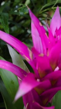 Bereketli bir tropik bahçede çarpıcı pembe bir çiçek açılır. Canlı renkler ve karmaşık taç yaprağı bu huzurlu ortamda doğanın güzelliğini vurgular..