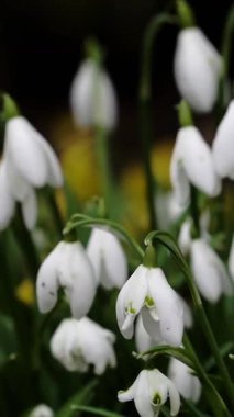 Güzel beyaz kardelen kümeleri canlı bir bahçede çiçek açarak baharın gelişini işaret ediyor. Narin yaprakları ılık güneş ışığı altında hafif hafif sallanıyor..