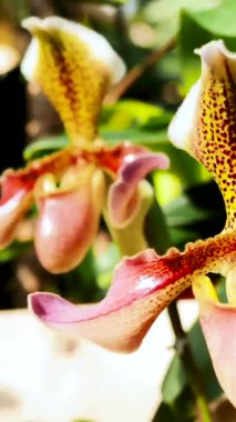 Parlak bir bahçedeki güzel orkide çiçeklerinin yakın görüntüsü, eşsiz renklerini ve desenlerini vurguluyor. İlkbaharda sanatsal sanatın çiçek açmasının kutlaması..