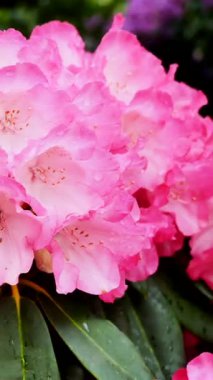Büyüleyici pembe rhododendron çiçeklerinin yemyeşil bir bahçede açtığı yakın plan görüntüsü. Çiçekler narin taç yaprakları ve canlı renkler sergiliyor..