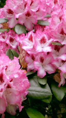 Büyüleyici pembe rhododendron çiçeklerinin yakın çekim görüntüsü, yemyeşil bir bahçenin çerçevesini doldurur. Yapraklar canlı renkler ve ince detaylar sergiliyor, baharda büyüleyici bir manzara yaratıyor..