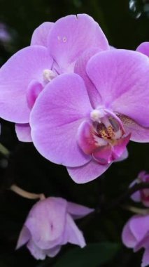 Göz kamaştırıcı mor orkidelerin yakın plan görüntüsü narin taç yapraklarını ve karmaşık ayrıntılarını gözler önüne seriyor. Çiçekler yeşilliklerle çevrili, yemyeşil bir bahçede büyüyor..