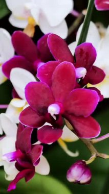 Pembe ve beyaz tonlarında renkli orkideler verimli bir tropikal bahçe süsler. Bu çarpıcı çiçekler parlak güneş ışığı altında canlı renklerini sergiliyor ve sakin bir atmosfer yaratıyorlar..