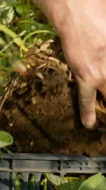 Eller toprağı işleyerek canlı bir bahçeye taze bitkiler eker. Güneş yemyeşil çimlerin üzerinde parlıyor, bahçecilik için canlı ve verimli bir atmosfer yaratıyor..