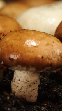 Doğal ortamlarında büyüyen mantarların karmaşık detaylarını araştırın. Pürüzsüz, parlak şapkalar, karanlık topraktan çıkarken nemle parıldıyor, doğanın sanatsal özelliklerini vurguluyor..