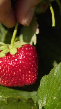 Parlak kırmızı çilekler sağlıklı yeşil bitkilerden sarkan bir el olgun meyveleri nazikçe toplarken. Sıcak güneş bu yaz hasatında canlı renkleri artırıyor..