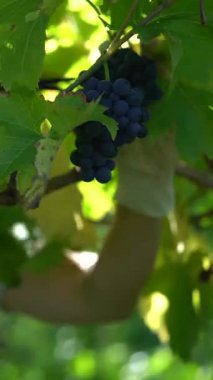 Bir el, yeşil yapraklar ve parlak güneş ışığıyla dolu güzel bir üzüm bağındaki olgun üzümleri nazikçe koparır ve hasat mevsiminin neşesini gösterir..