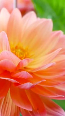 Canlı portakal çiçekleri taç yapraklarını geniş açar. Karmaşık detaylar sergiler. Bahçe bereketli yeşilliklerle dolu. Çiçek açan canlı bir atmosfer yaratıyor..