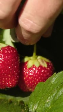 Eller, güneşli bir bahçede canlı yeşil yapraklardan parlak kırmızı çilekleri nazikçe toplarlar. Çiftlikten taze ürünler, yemek ve yemek tarifleri için hazır..