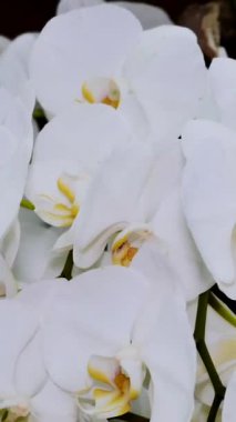 Beyaz orkideler çerçeveyi hassas taç yaprakları ve canlı sarı aksanlarıyla doldurur. Bu çiçekler huzurlu bir bahçede serpilmiş, ilkbaharın başlarında güzellikler sergiliyor..