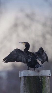 Gün batımında dingin bir gölün yakınındaki tahta bir direkte bir karabatak gururla durur. Kuş kanatlarını açıp parlak tüylerini güzel bir gökyüzüne karşı sergiliyor..