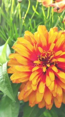 Canlı turuncu ve sarı çiçeğin göz kamaştırıcı yakın çekimi. Çiçek, güneşli bir bahçe ortamında yemyeşil yapraklara karşı duruyor, bahar güzelliğini gözler önüne seriyor..