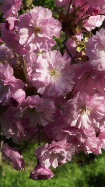 Kiraz çiçekleri bahçeyi parlak güneş ışığı altında narin pembe çiçeklerle doldurur. Bu dingin manzara bahar güzelliğinin ve güzelliğin özünü yakalar..