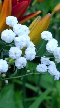 Renkli turuncu ve sarı çiçeklere karşı koyan narin beyaz çiçeklerin yakın çekim görüntüsü. Bahçe bereketli ve hayat dolu, gösterişli doğa güzelliği.