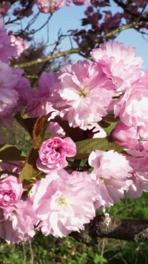 Pembe kiraz çiçekleri çiçek açmış, dingin yerel bir parkta canlı renklerini sergiliyorlar. Güneş ışığı güzelliklerini arttırır, izleyicileri doğanın tadını çıkarmaya davet eder..