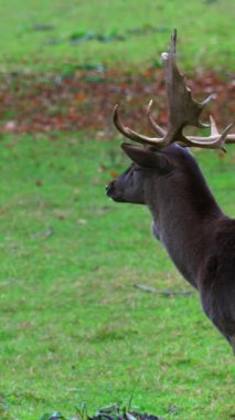 Zarif bir geyik, renkli sonbahar yapraklarıyla çevrili yemyeşil bir çayırda sessizce durur. Etkileyici boynuzları, uzaklığa bakarken ışığı yakalıyor.
