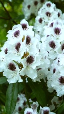 Çiçekler, canlı yeşil bir bahçede mor lekeli çarpıcı beyaz yapraklar sergiliyor. Bu bahar zamanı doğanın güzelliğini ve huzurunu yakalar..