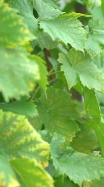 Parlak güneşin altında yemyeşil üzüm yaprakları hafifçe sallanıyor. Üzüm bağı bu sakin öğleden sonra sakin bir atmosfer yaratıyor. Doğa burada gelişir..