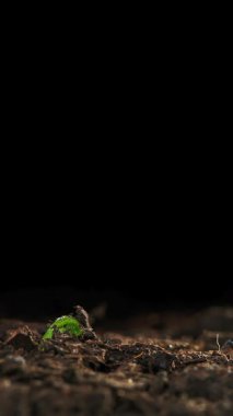 Topraktan çıkan bir tohumun makro zaman atlaması. Büyümenin, doğanın ve yeni hayatın sembolü. Eko ya da eğitim projeleri için mükemmel.