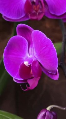 Göz kamaştırıcı mor bir orkide, huzurlu bir bahçede canlı renkler sergileyerek yapraklarını açar. Doğal ışık, narin özelliklerini vurgular ve rahatlatıcı bir atmosfer yaratır..