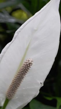 Göz kamaştırıcı beyaz bir çiçek, pürüzsüz taç yapraklarını ve belirgin spadix 'ini vurgulayarak yakın plan çekilir. Bu sahne yeşilliklerle dolu canlı bir bahçe ortamında geçiyor..