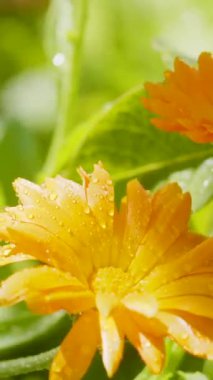 Çiğ kaplı portakal çiçekleri yeşil bir bahçede canlı bir şekilde açar, ilkbaharın erken saatlerindeki sıcak güneş ışığı altında güzelliklerini sergilerler, herkesi doğa harikalarına hayran olmaya davet ederler..